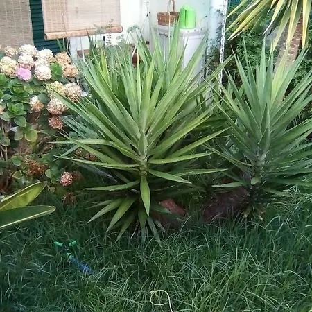 Vivaverde